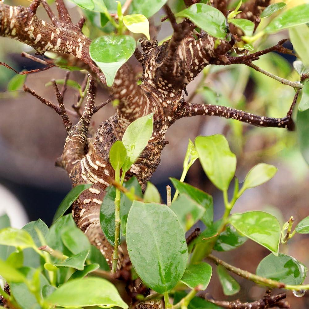 Golden Gate Ficus (Indoor)