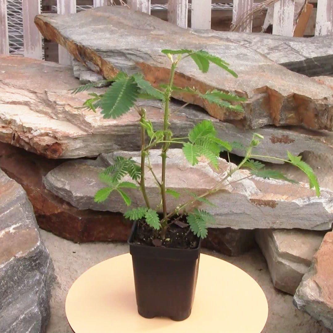 Mimosa Pudica, Sensitive Plant - Pot Size: 3" (2.6x3.5") - Flowering Plants, Houseplants