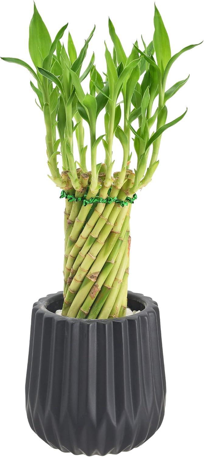 Arcadia Garden Products Live Bamboo Plant in Ceramic Planter