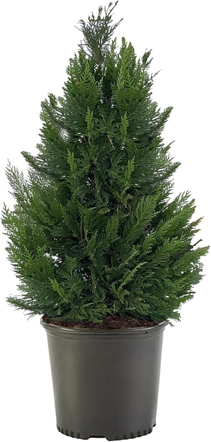 Leyland Cypress Live Shrub (7 Gallon)