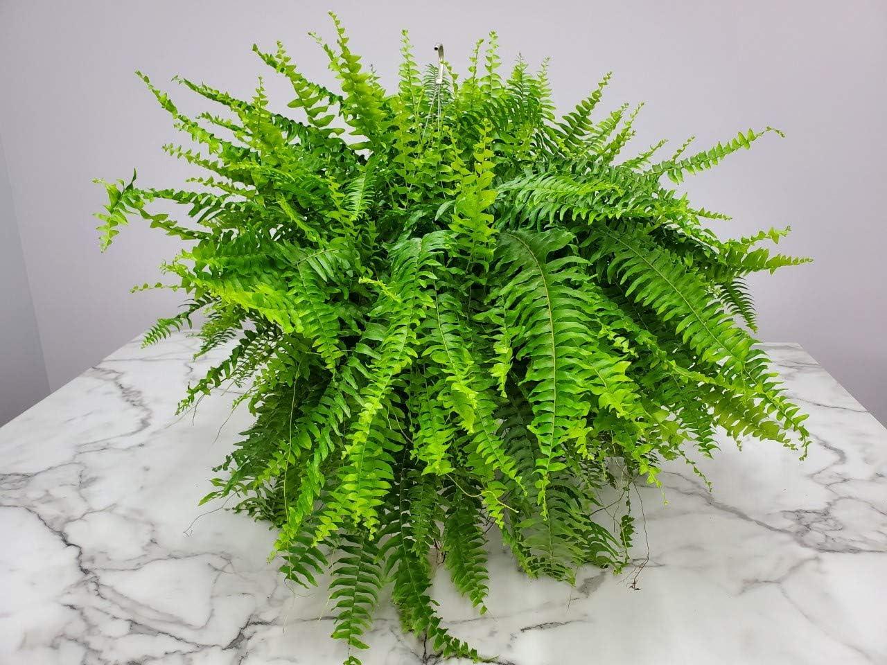 Tropical Plants of Florida 10" Boston Fern Hanging Basket 32" to 34" Wide; Bright, Indirect Sunlight, Large Hanging Plant with Metal Hanger