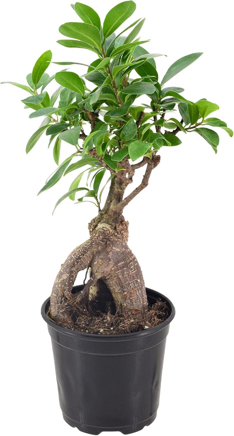Primrue 13'' Ficus Plant