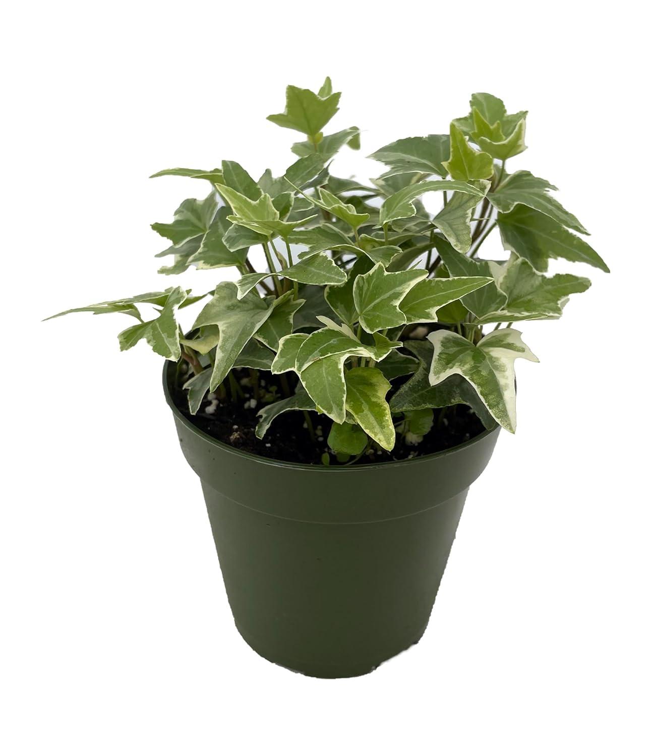 Glacier English Ivy in 4" Green Pot