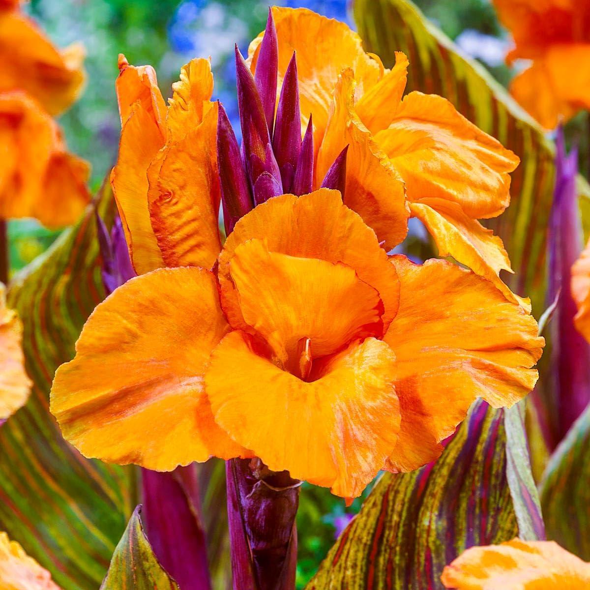 Phasion Giant Variegated Canna Lily Dormant Summer Flowering Bare Roots (3-Pack)