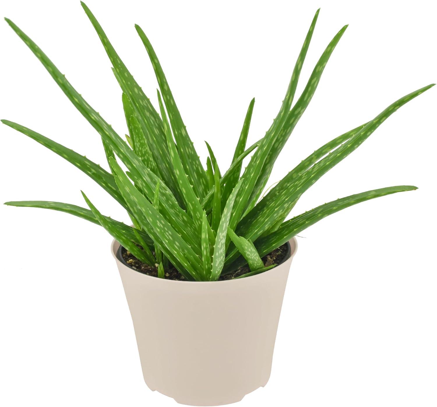 Large Aloe Vera Succulent in Beige Plastic Pot