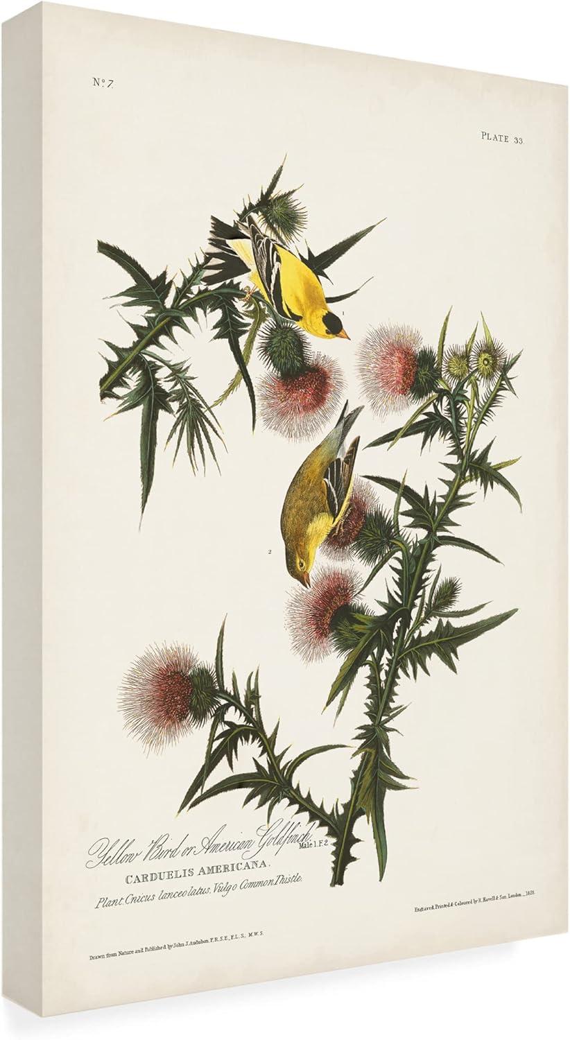 John James Audubon ' Gold Finch' Canvas Art