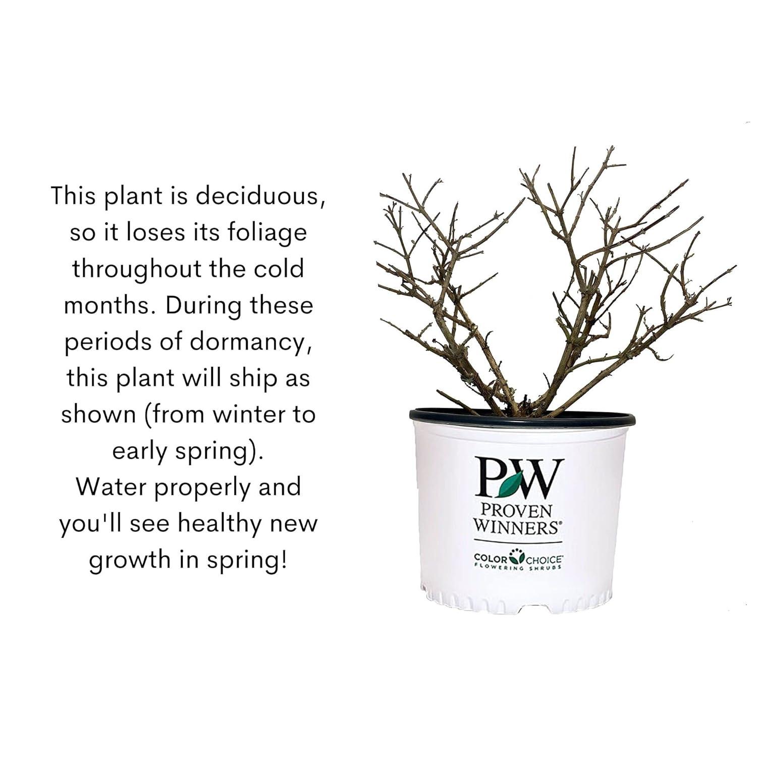 Proven Winner Pugster Amethyst 2 Gal. Buddleia, Purple Blooms