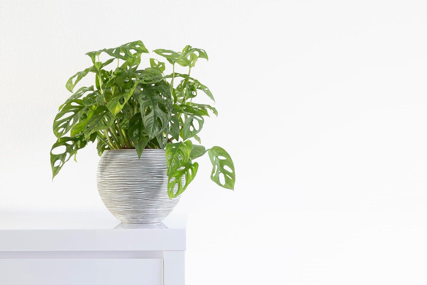 Large Green Monstera Adansonii in Brown Grower Pot