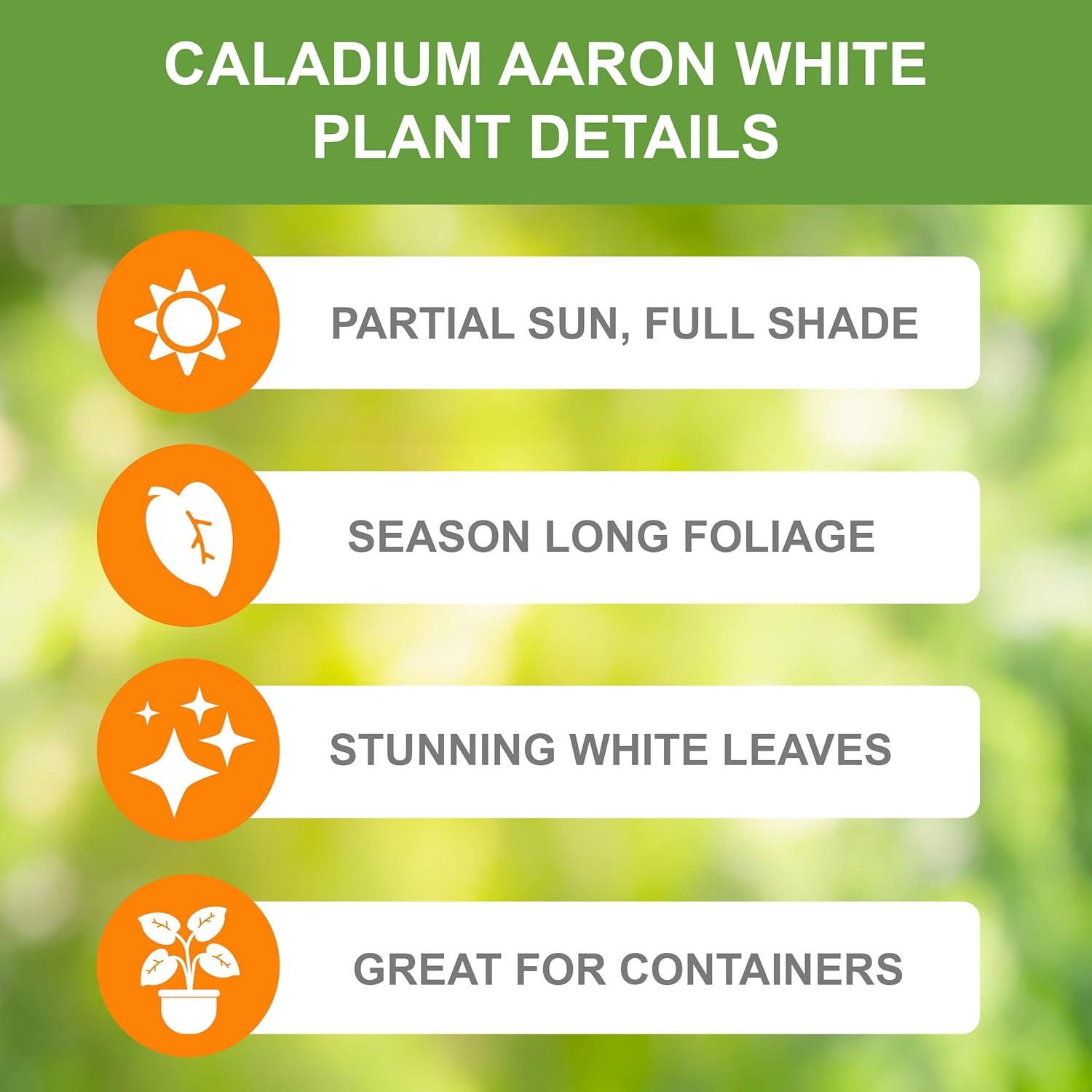 Garden State Bulb Aaron White Caladium Bulbs, Bare Roots (Bag of 10)