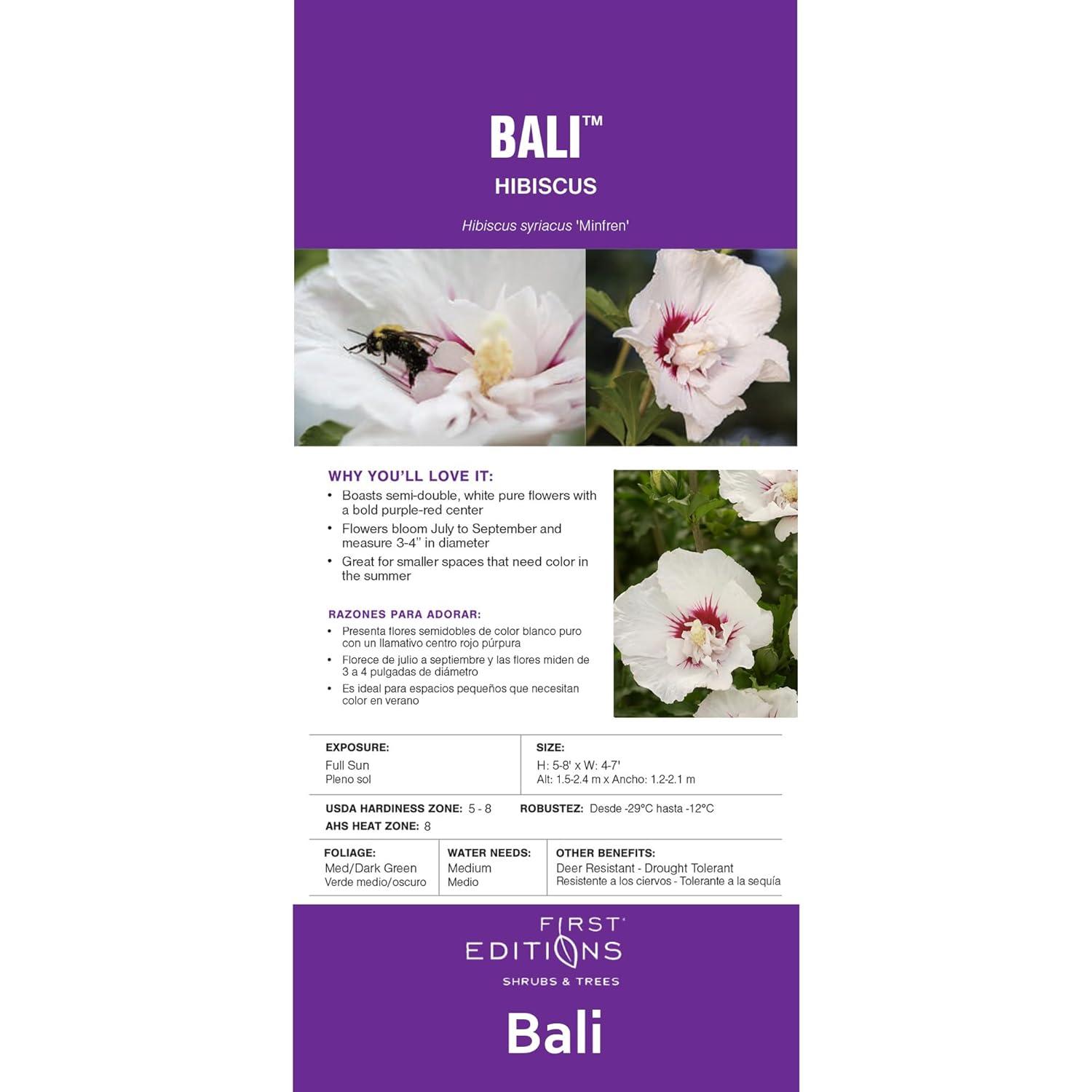 First Editions Hibiscus Bali Live Shrub in 2-Gallon Grower Pot