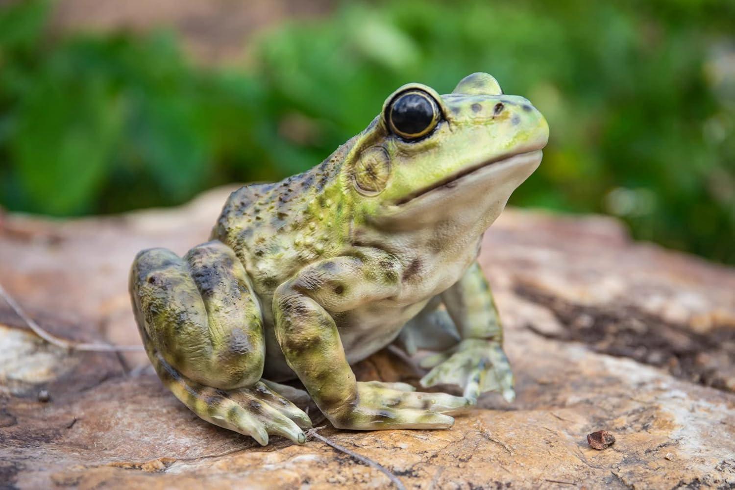 American Bullfrog