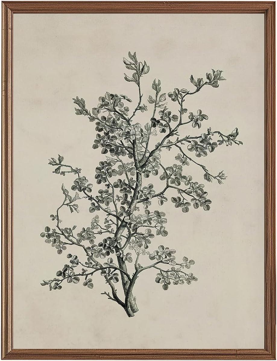 Vintage Botanical Wall Art Prints - Black and White Sketch Art Decor - Antique Pictures and Rustic Paintings for Living Room Bedroom - 12"x16" Unframed