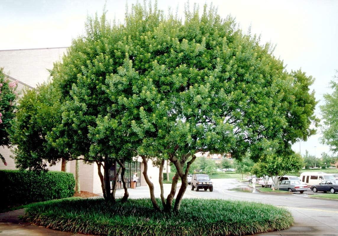 Wax Myrtle 3-Count Olive-Green Aromatic Evergreen Shrubs