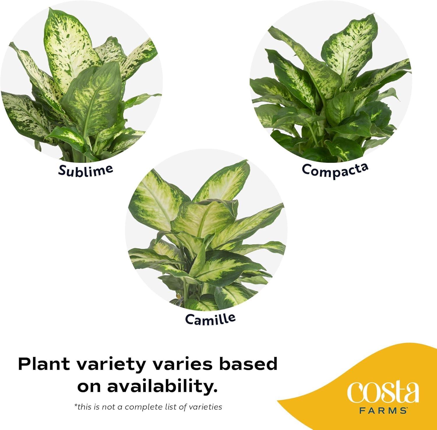 Costa Farms 12" Tall Dieffenbachia, Bright Indirect Sunlight, Indoor Live House Plants, Grow Pot