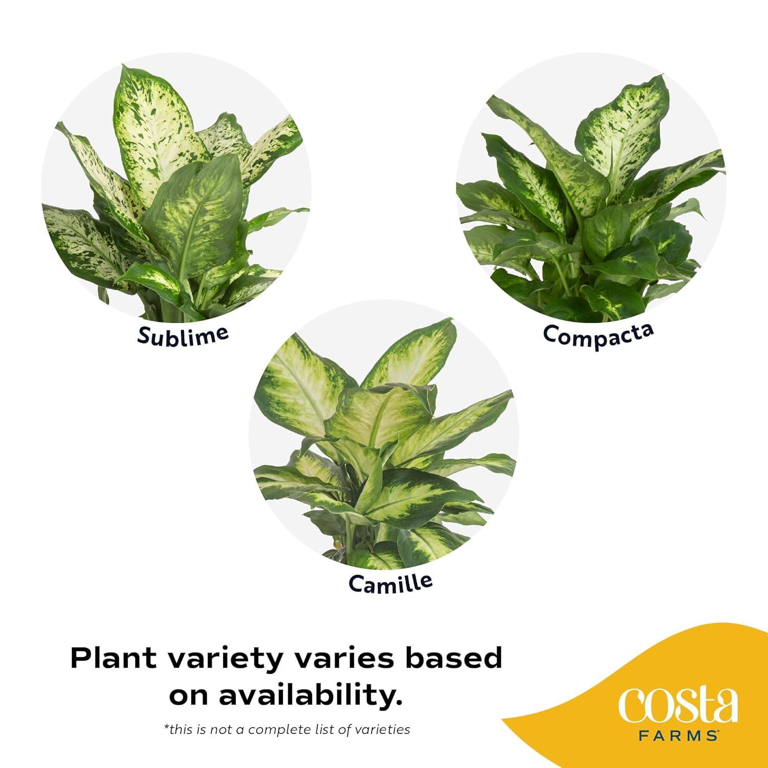 Costa Farms 12" Tall Dieffenbachia, Bright Indirect Sunlight, Indoor Live House Plants, Grow Pot