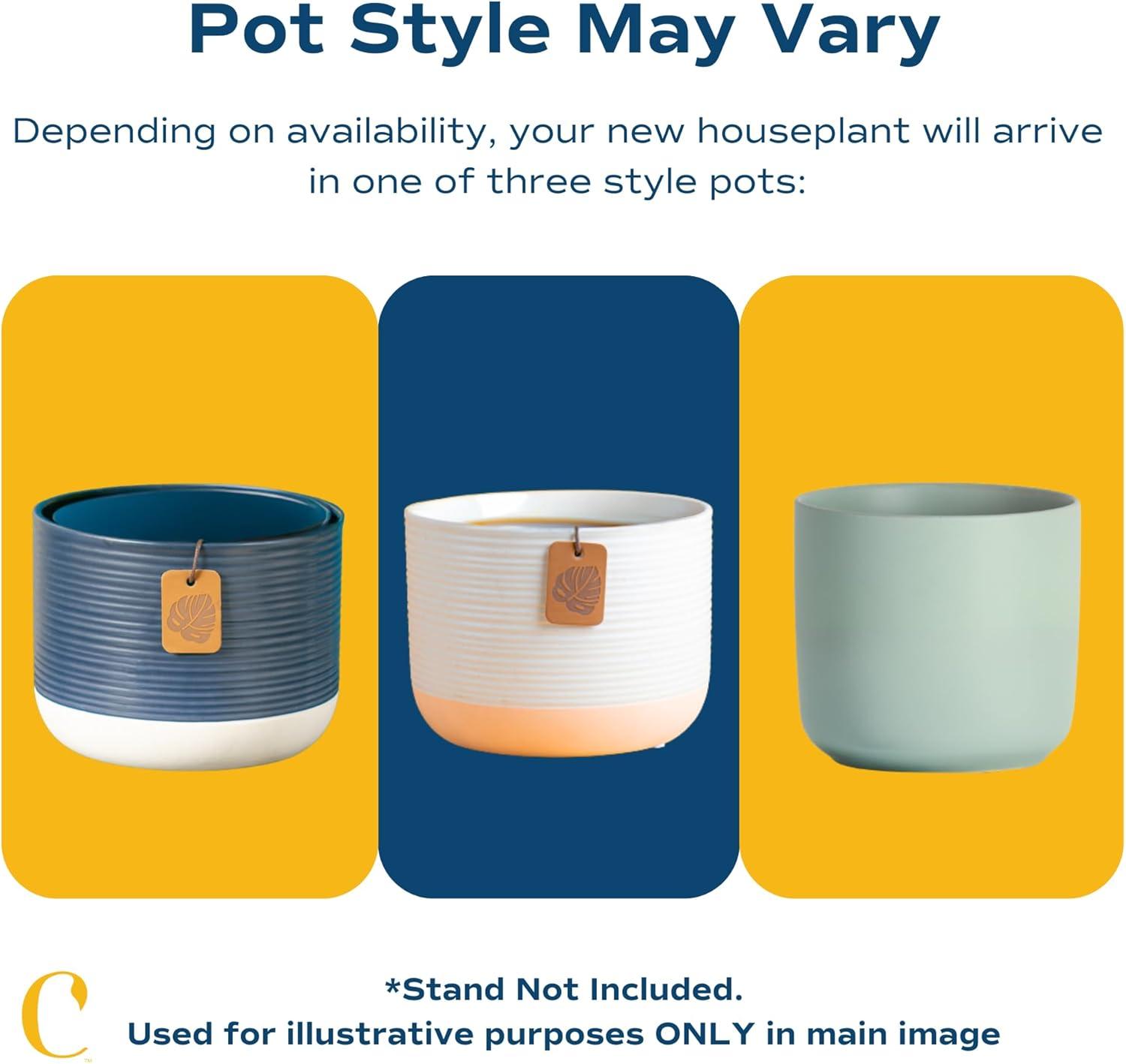 Costa Farms 12" Tall Philodendron Painted Lady, Medium Indirect Sunlight, Indoor Live House Plants