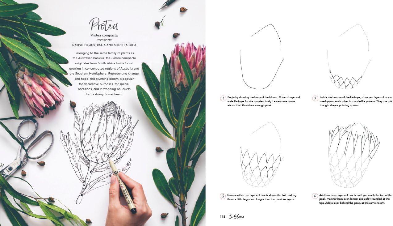 In Bloom: A Step-By-Step Guide to Drawing Lush Florals - An Easy How-To-Draw Flowers Book for Beginners, (Paperback)