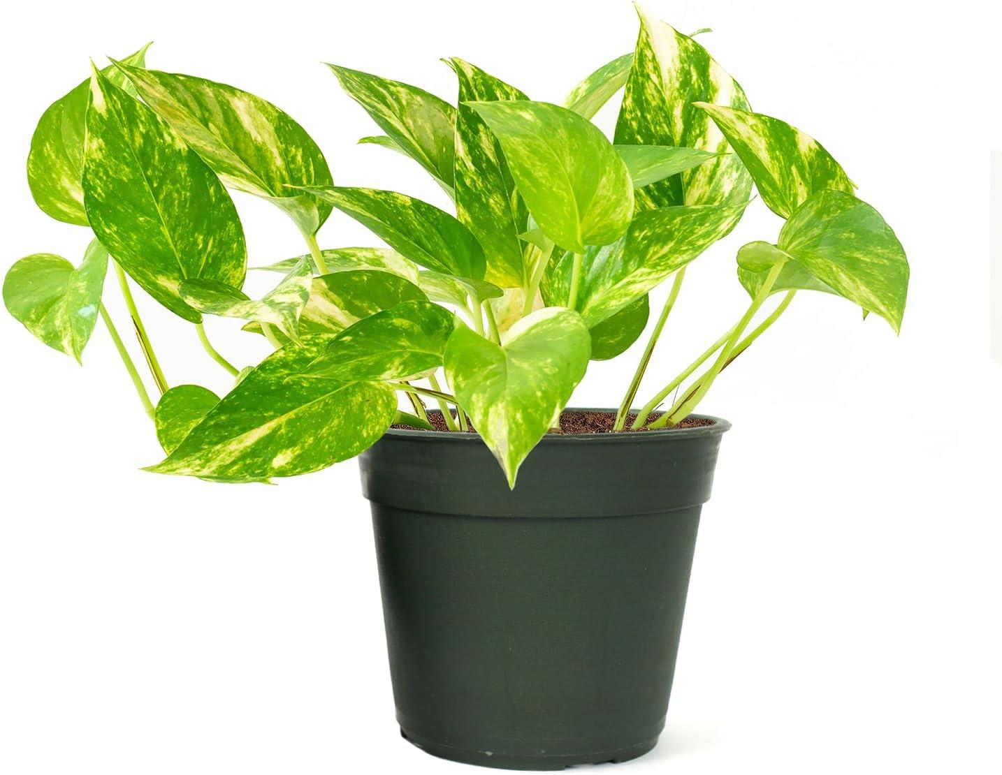American Plant Exchange American Plant Exchange Silver Satin Pothos Hanging Basket, 8-Inch Pot, Exotic Live Plant, Vining Houseplant Perfect to Hang on Any Hook!