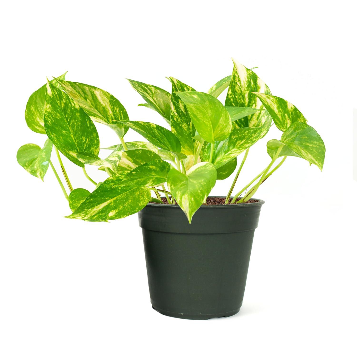 American Plant Exchange American Plant Exchange Silver Satin Pothos Hanging Basket, 8-Inch Pot, Exotic Live Plant, Vining Houseplant Perfect to Hang on Any Hook!
