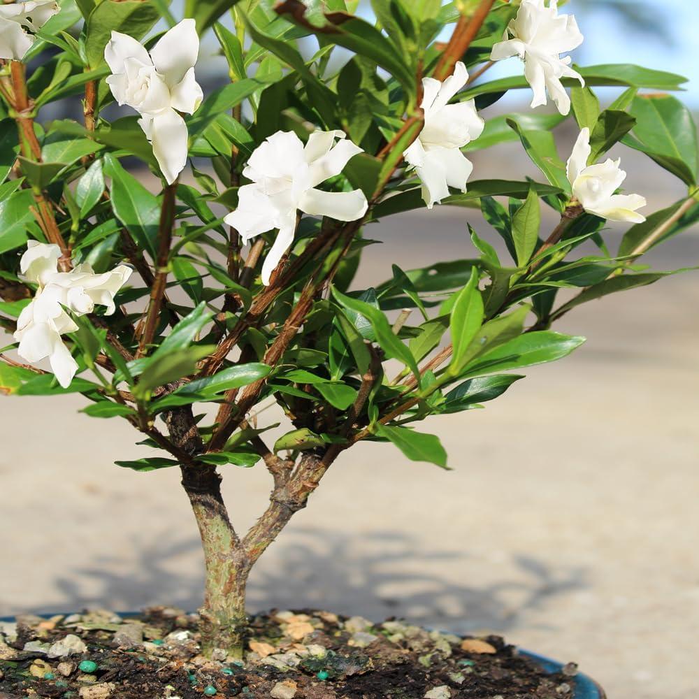 Brussel's Live Gardenia Outdoor Bonsai Tree - 8 Years Old; 8" to 12" Tall with Decorative Container, Humidity Tray & Deco Rock - Not Sold in Arizona