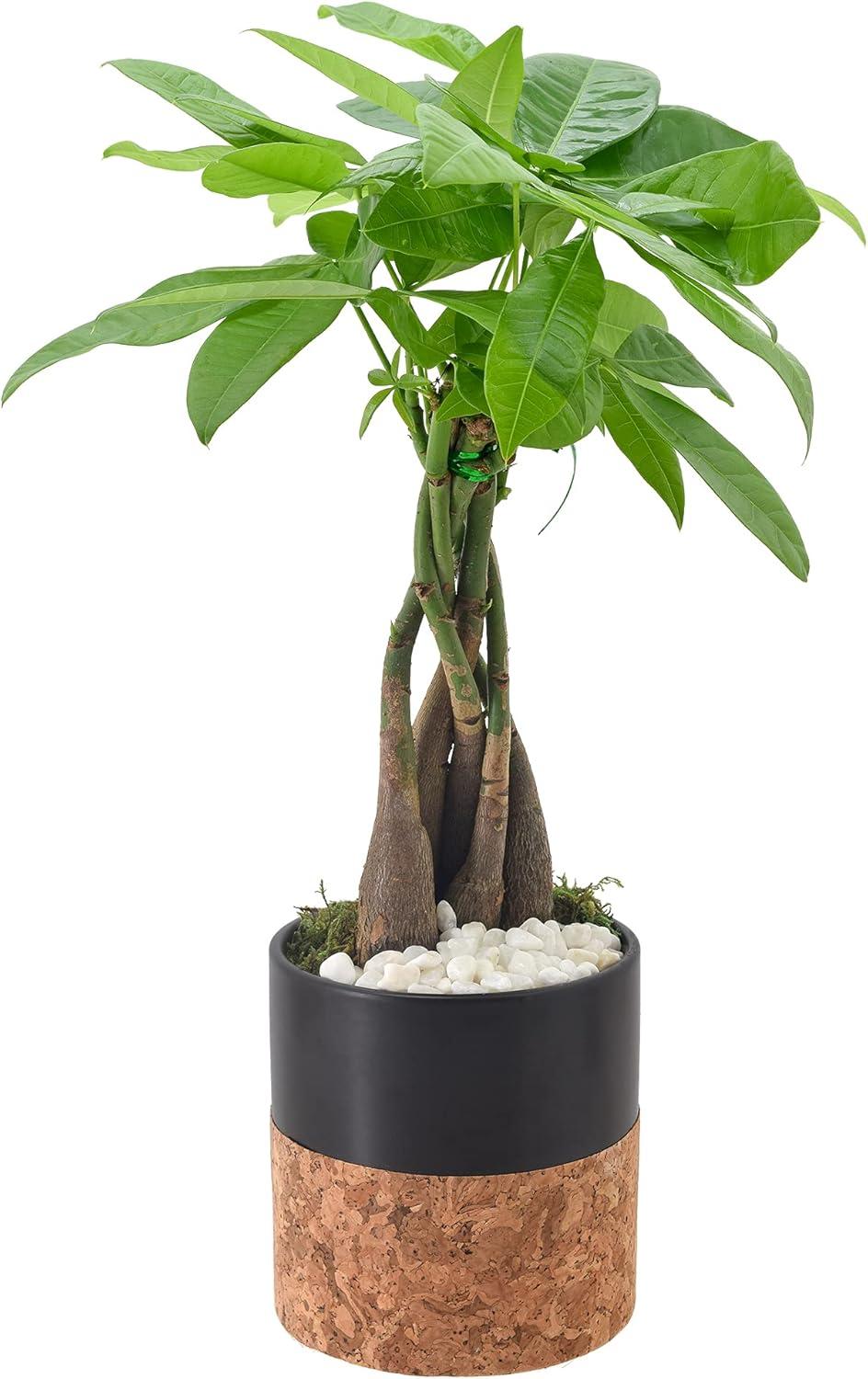 Large Indoor Money Tree in Black Ceramic Planter