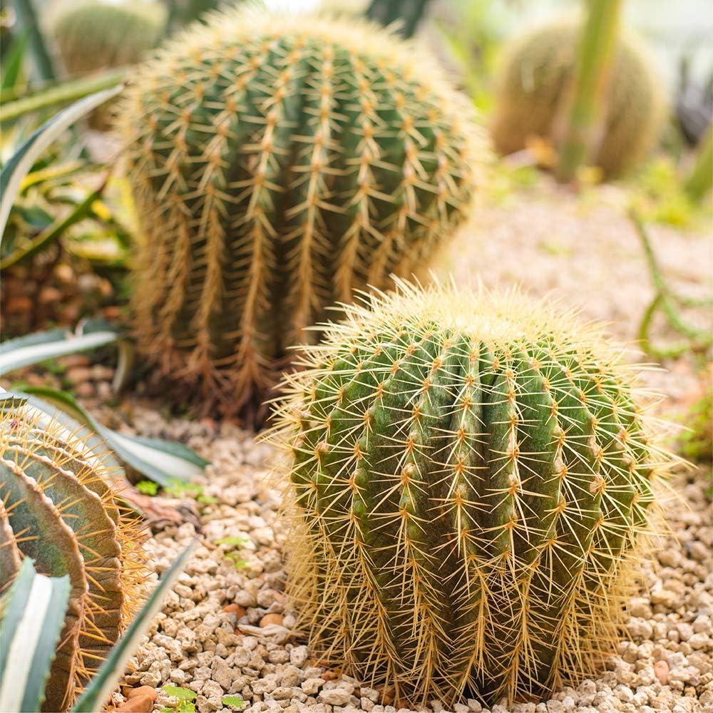 Landscape Rock & Pea Gravel, Decorative Garden Stones for Landscaping 3/8"