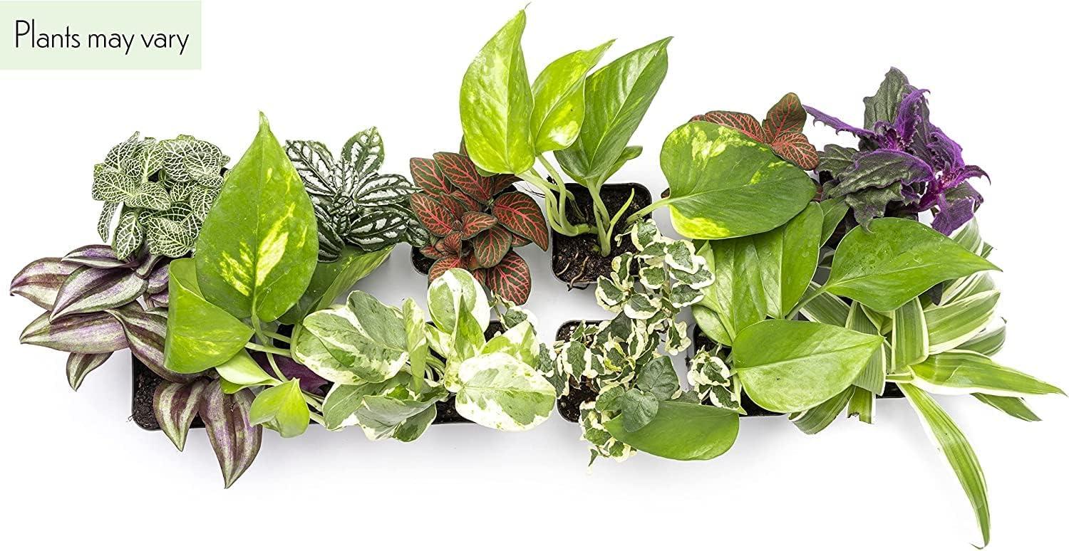 Live Houseplant (6PK) - 6 Air Purifying Plants - Easy Care - 2in Pots - Indirect Sunlight - Altman Plants