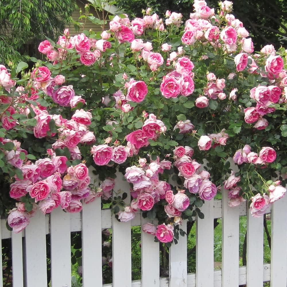 Carefree Wonder Pink Rose Bush for Outdoor Planting