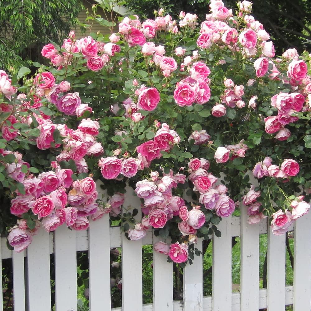 Carefree Wonder Pink Rose Bush for Outdoor Planting
