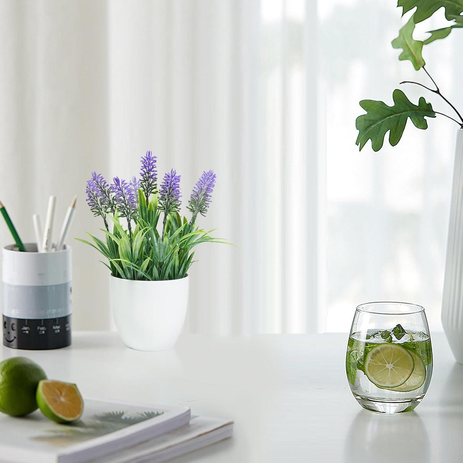 Small Potted Lavender Plants in White Plastic Pots