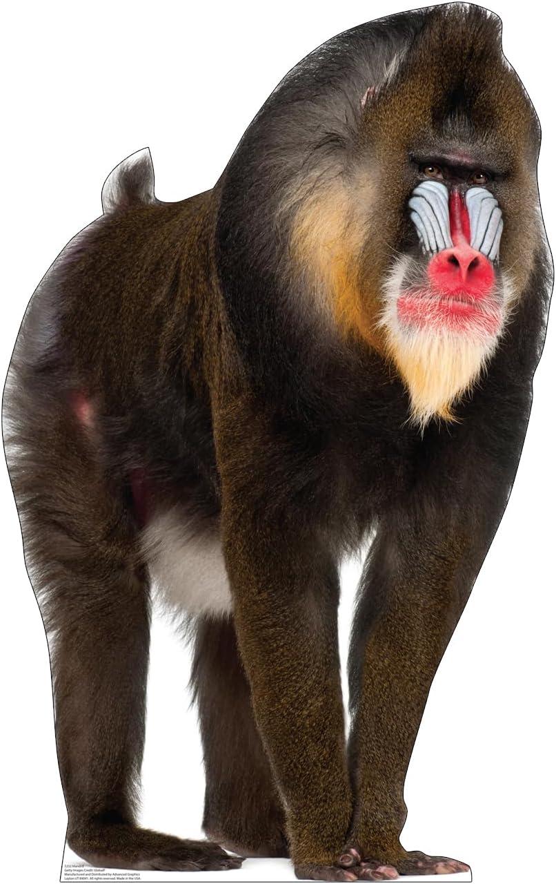 Advanced Graphics  43 x 27 in. Mandrill Life-Size Cardboard Cutout