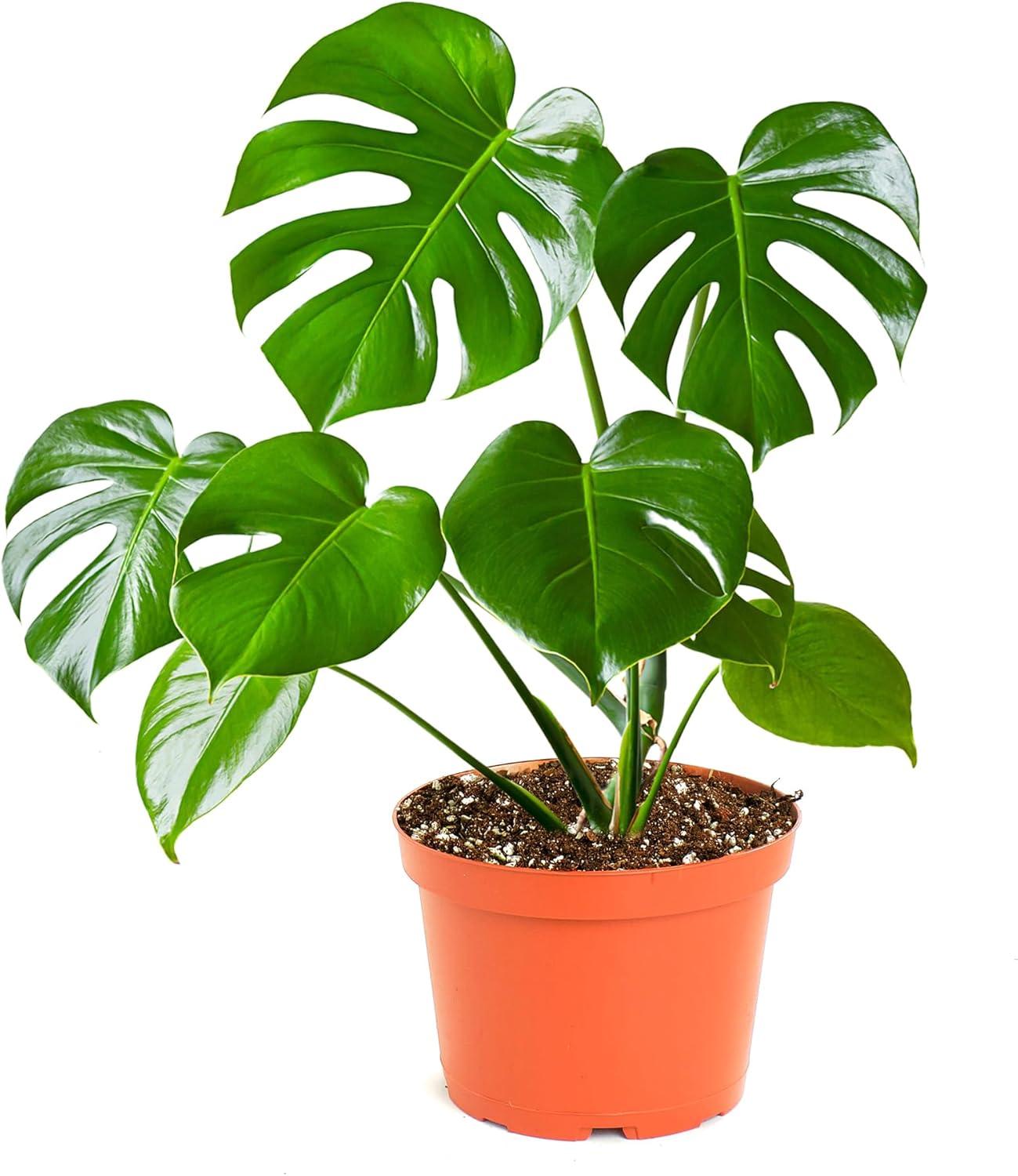 Monstera Deliciosa Large Green Indoor/Outdoor Succulent in Brown Grower Pot