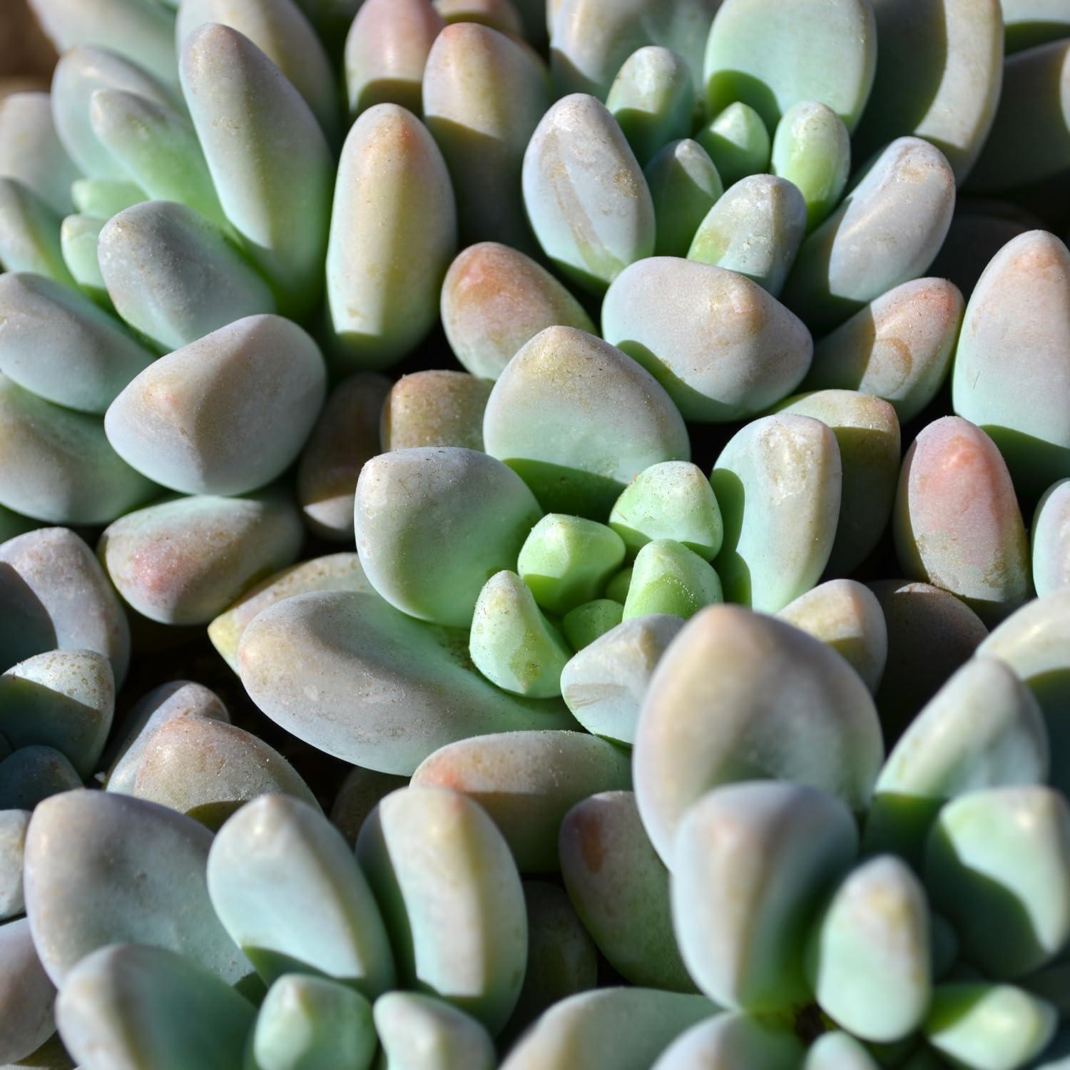 Altman Specialty Plants Live Succulent Plant in Nursery Pot