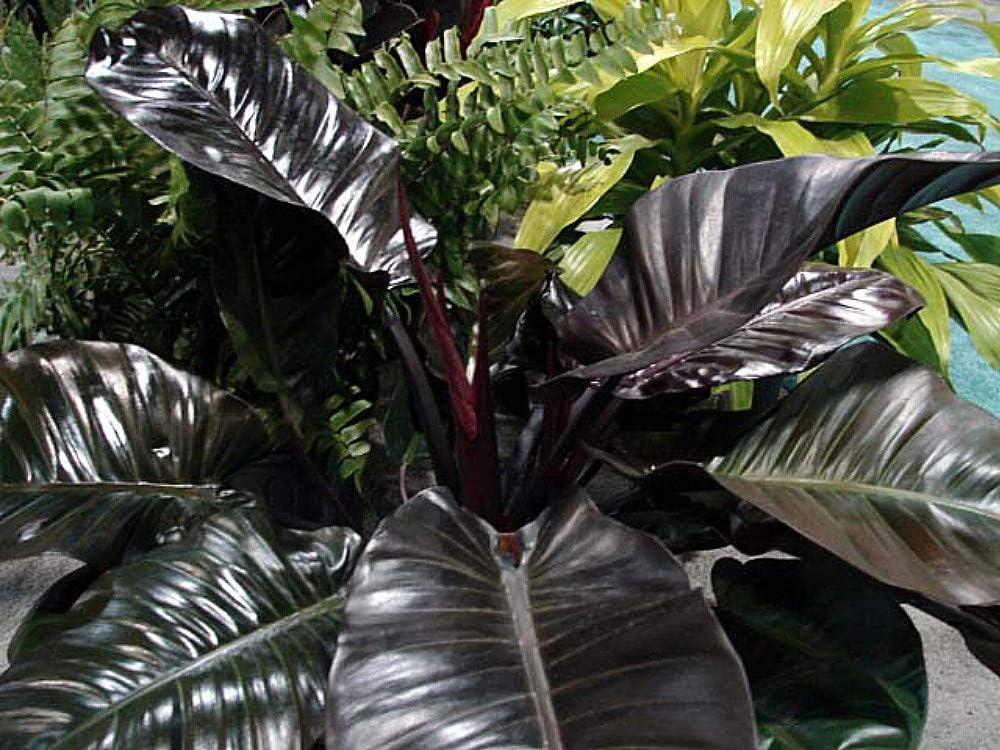 Rare Black Cardinal Philodendron in 4" Pot with Glossy Bronze Leaves