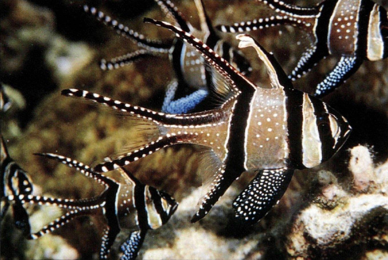 Tropical Coral Reef Fishes - (Handy Pocket Guides) by Allen (Paperback)