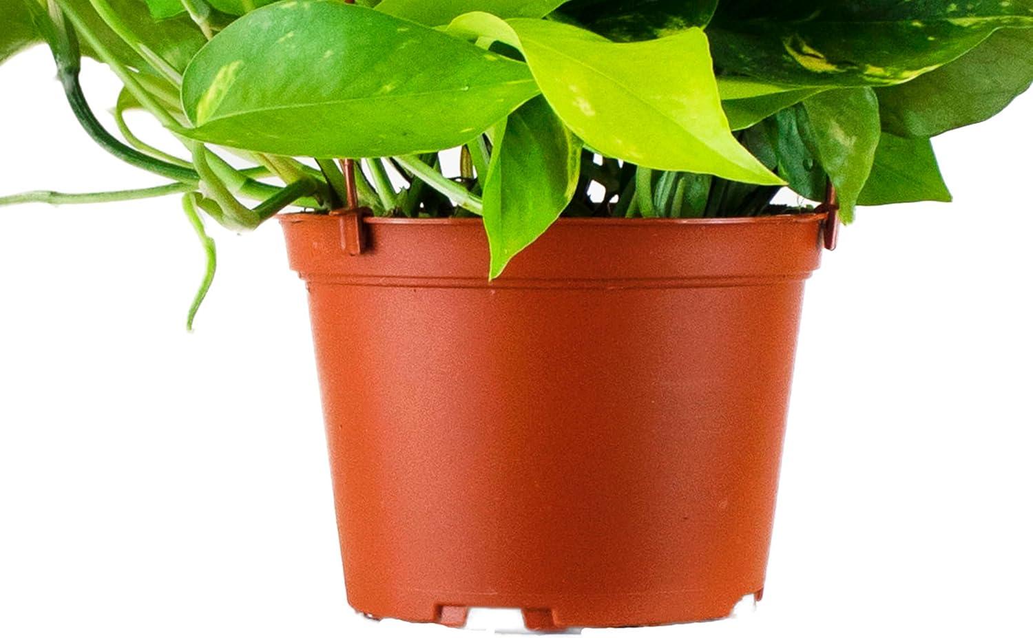 Large Green Pothos Hanging Plant in Brown Grower Pot