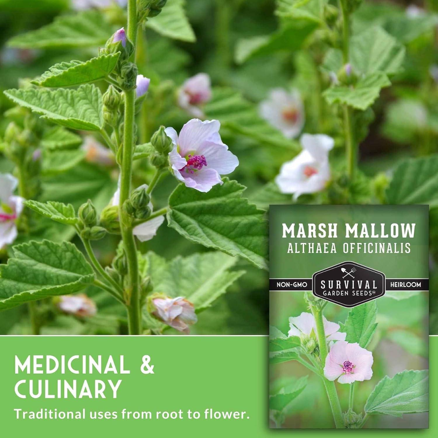 3 Packs Marsh Mallow Seed - Rare Medicinal Flowering Herbs - Non-GMO Heirloom Perennial Full Sun