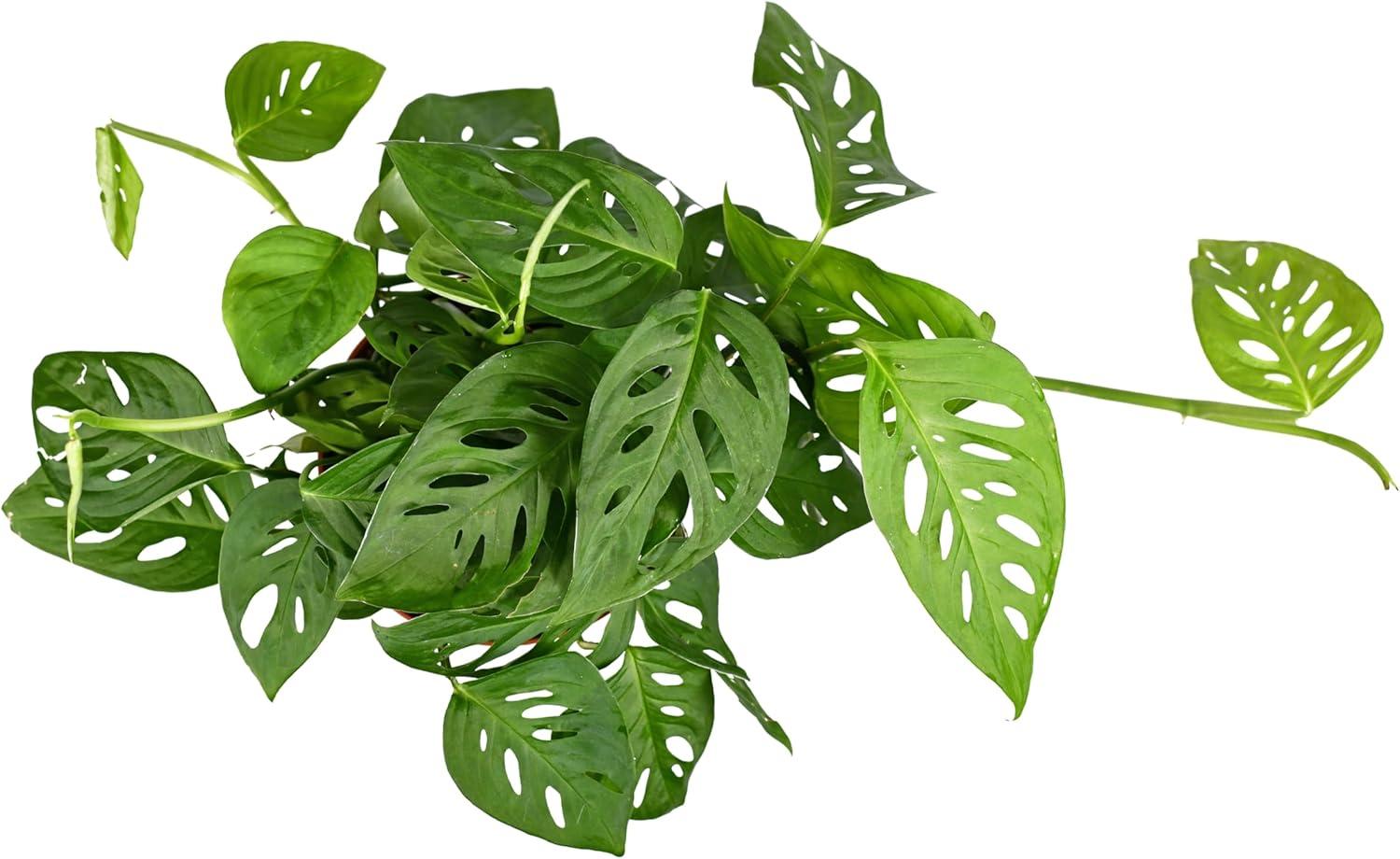 Large Green Monstera Adansonii in Brown Grower Pot