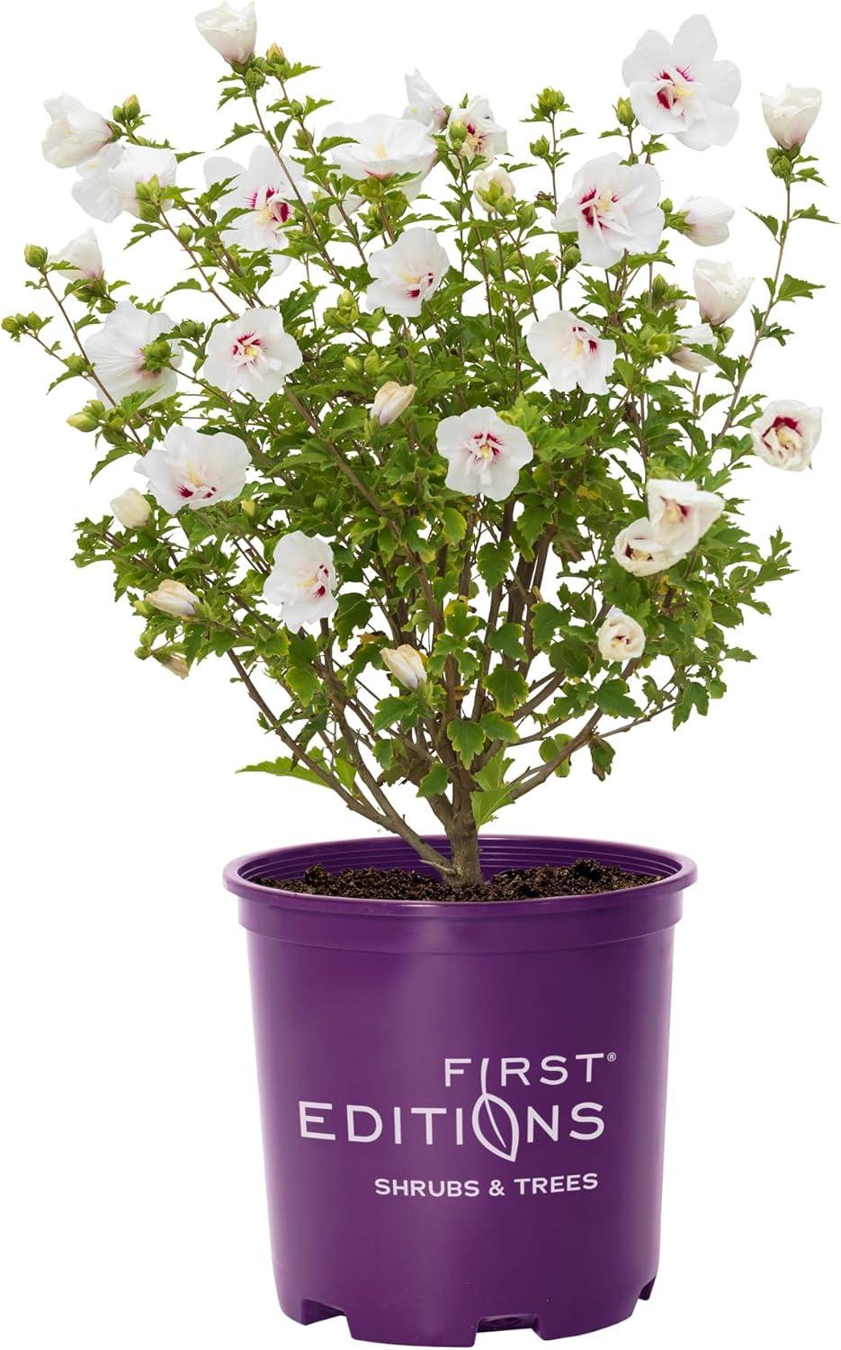 2-Gallon White and Purple-Red Bali Hibiscus Shrub