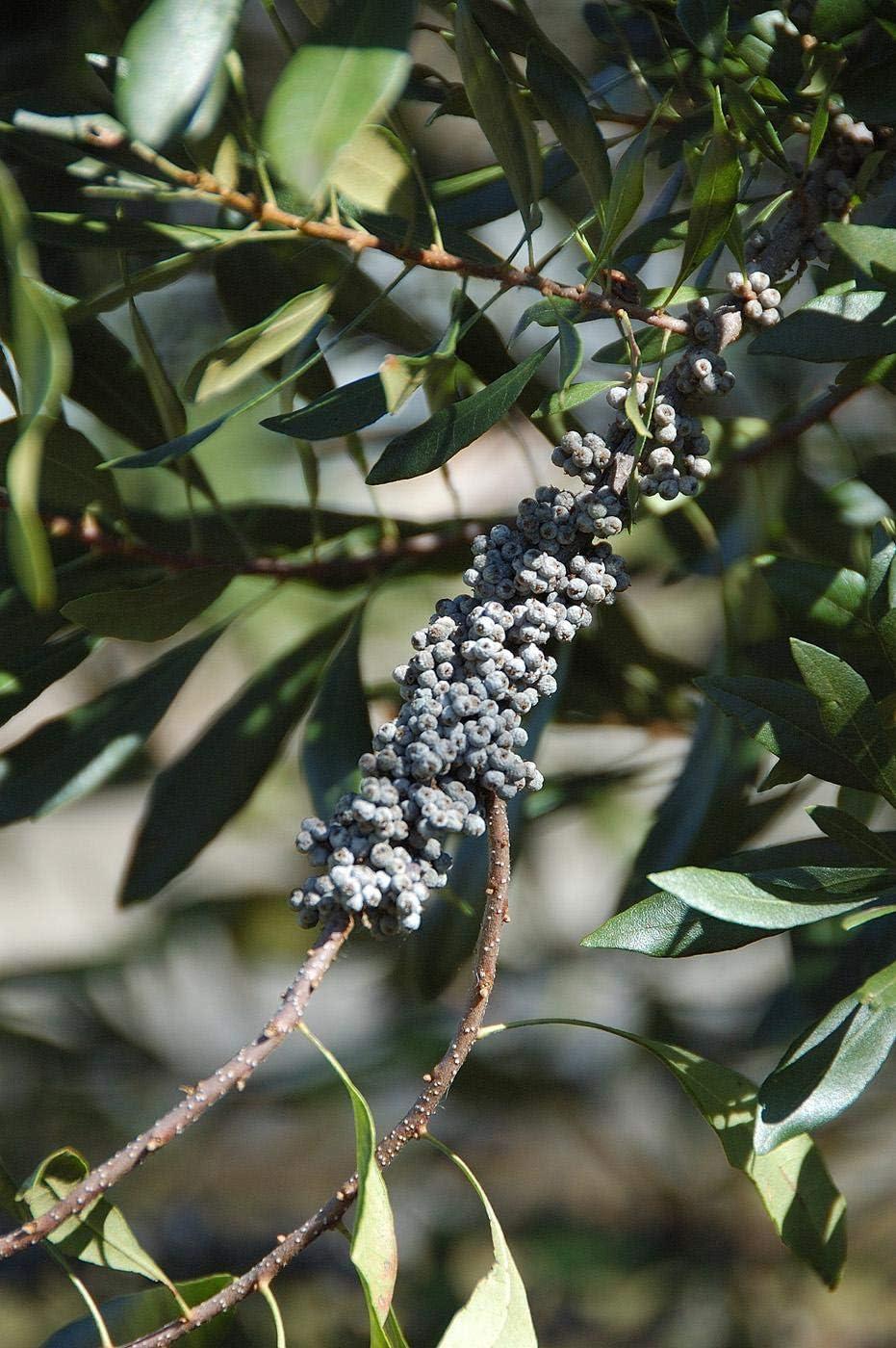 Wax Myrtle 3-Count Olive-Green Aromatic Evergreen Shrubs