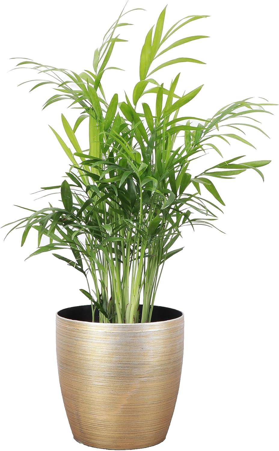 Live Neanthe Bella Palm Plant in Classic Pot