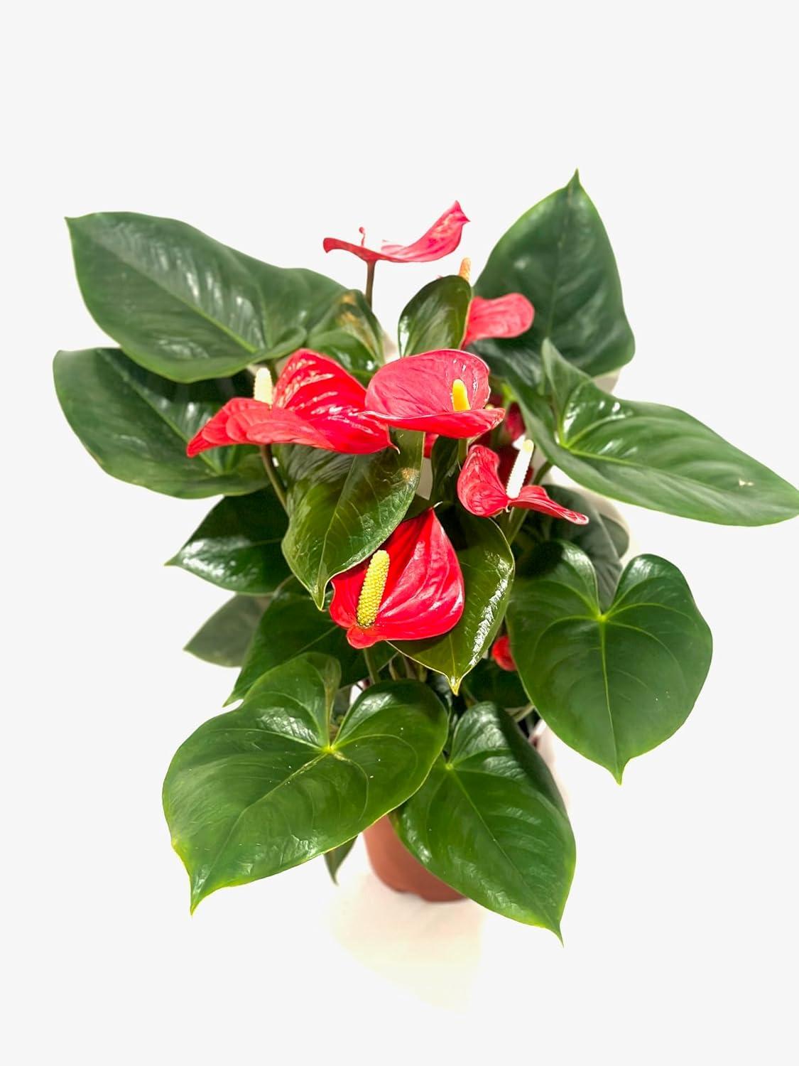 House Plant Shop Live Foliage Plant