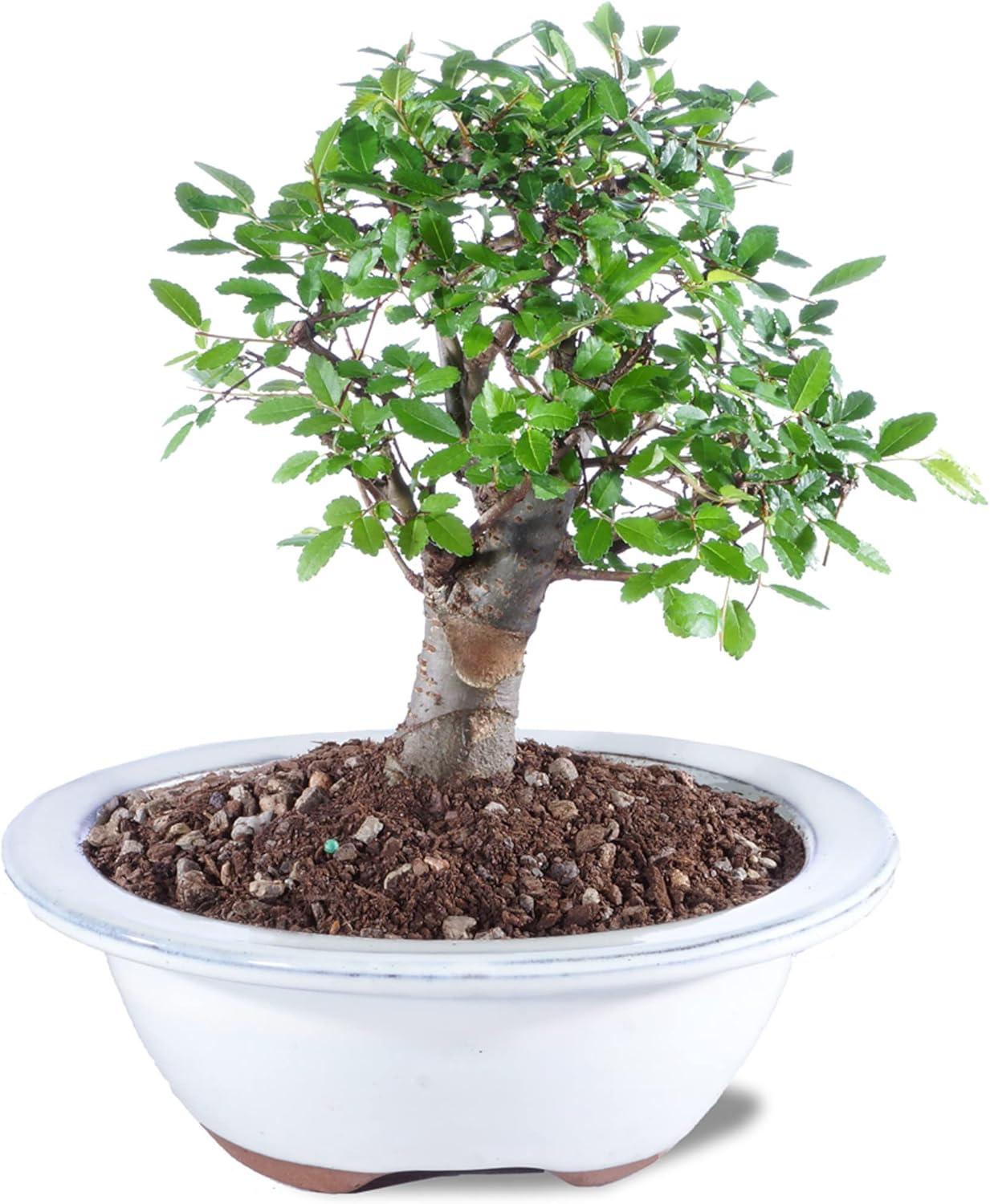 Small Chinese Elm Bonsai in Assorted Clay Pot