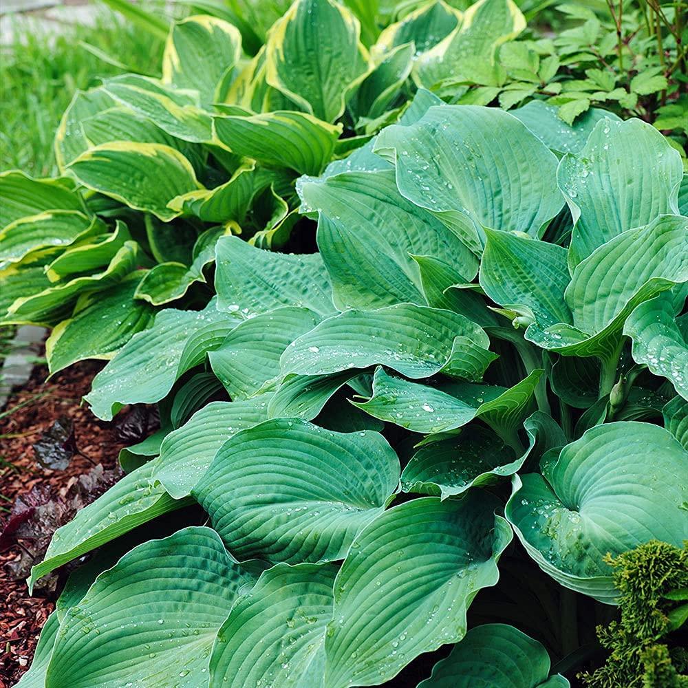 Touch of ECO Live Giant Green Hosta Mixed Plants - 3 Bare Roots - Hardy and Shade Tolerant Plants (Set of 3)