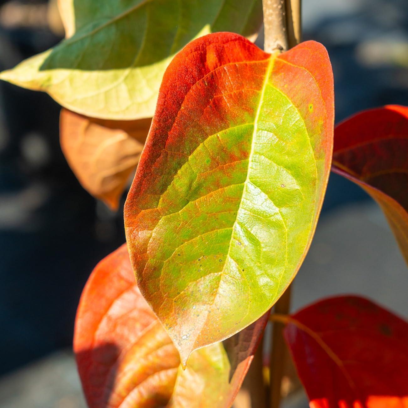 Fuyu Asian Persimmon Tree 4-5 ft with Green Foliage