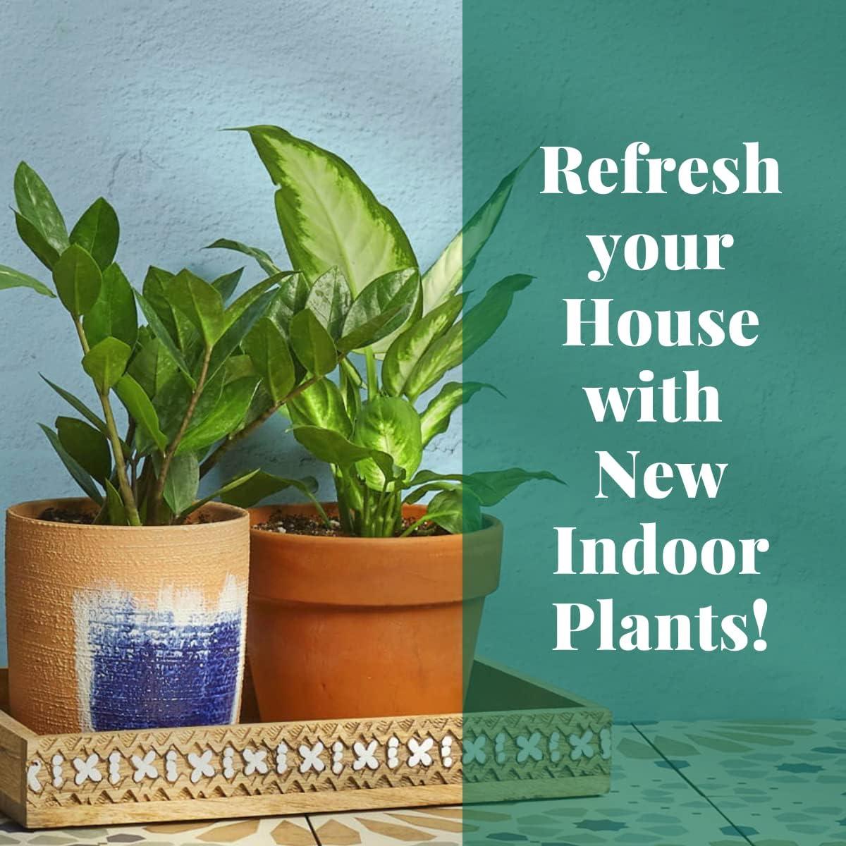 House Plant Shop Live Foliage Plant in Ceramic Planter