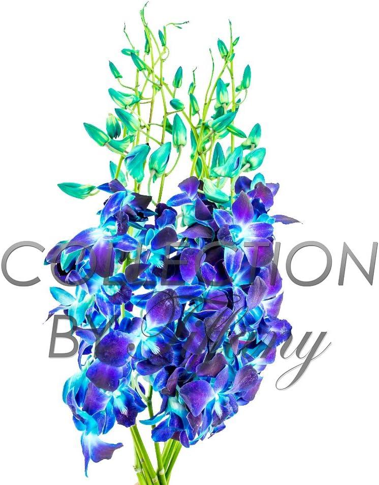 KaBloom : Bouquet of Fresh 10 Blue Dendrobium Orchids, Next-Day Delivery.