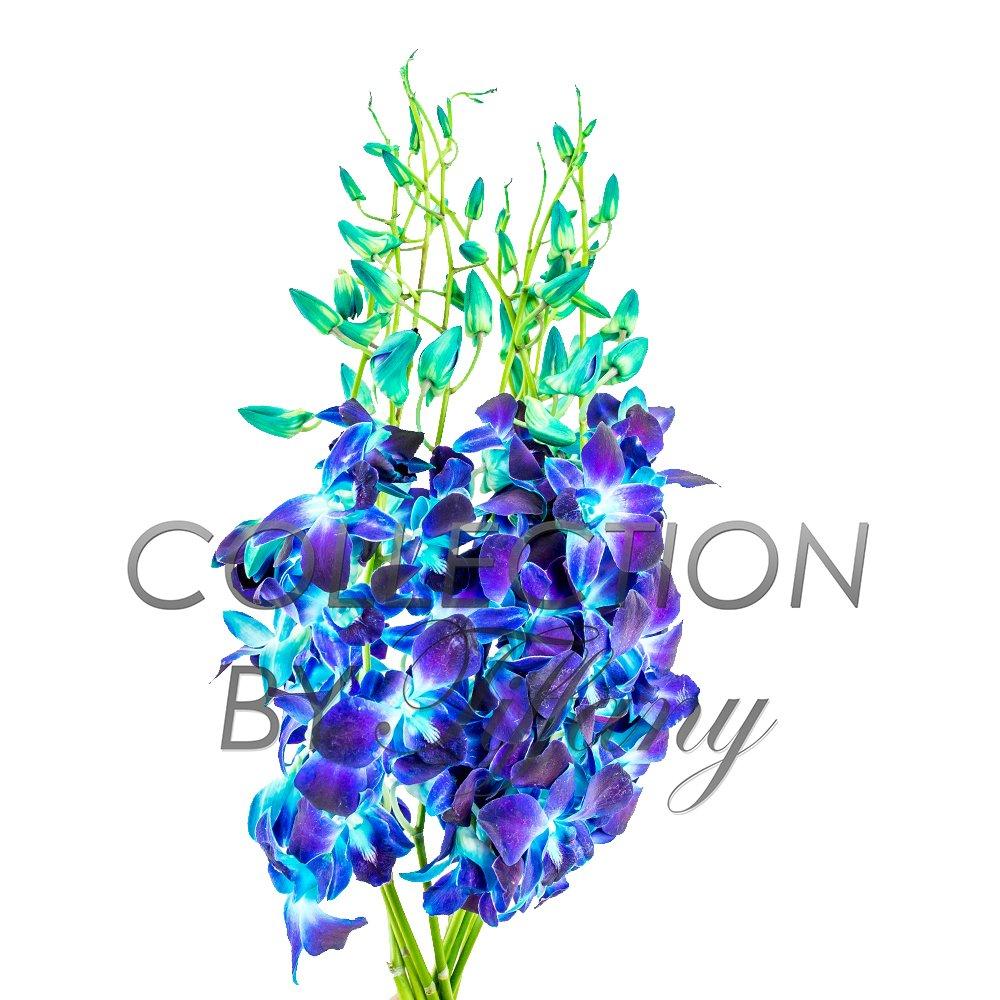 KaBloom : Bouquet of Fresh 10 Blue Dendrobium Orchids, Next-Day Delivery, Gift for all occasions