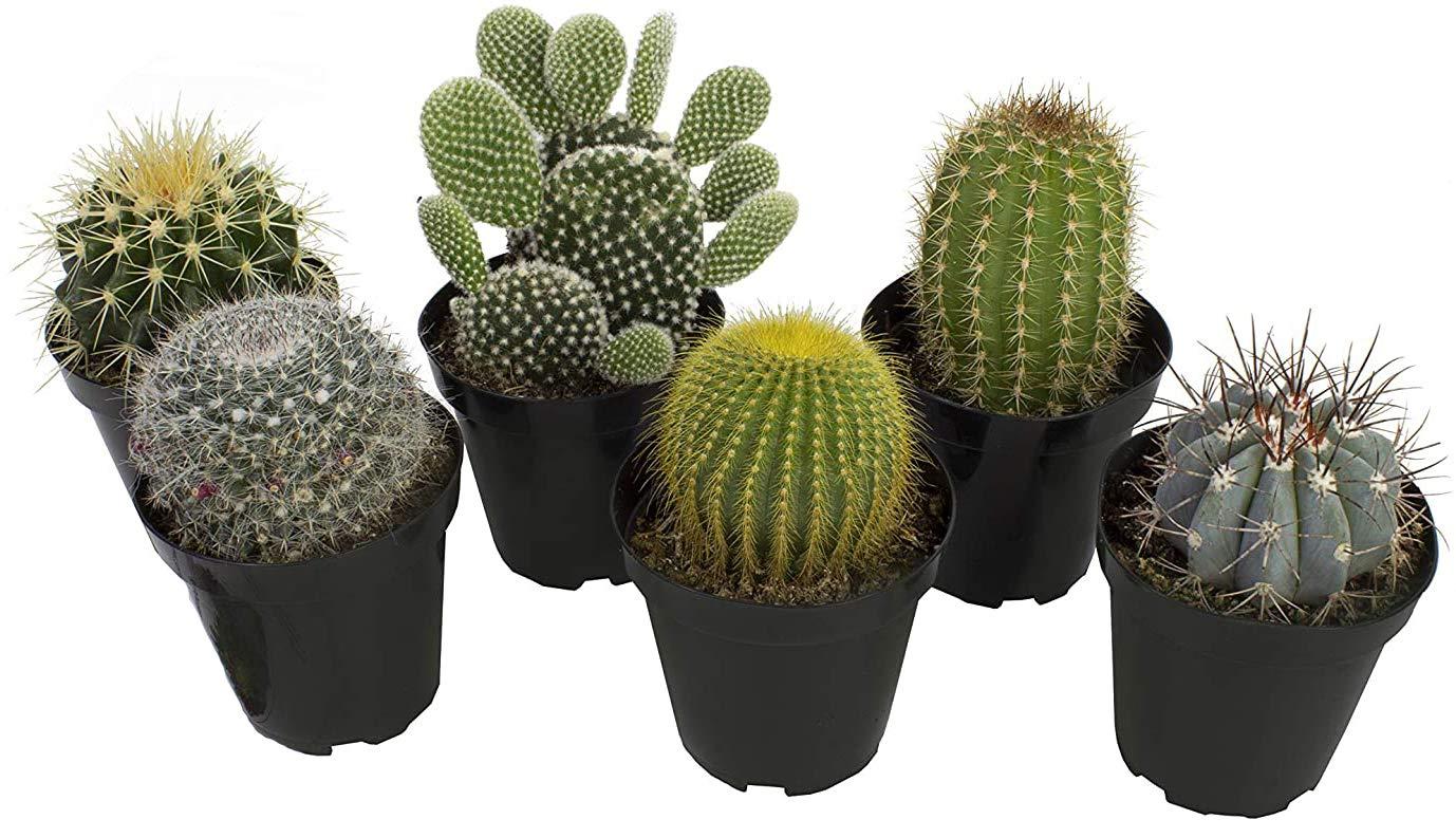 Altman Plants Large Cactus Plants 6-Pack; 3.5 Inch Grower Pots, Full Sun; Easy Plant Care