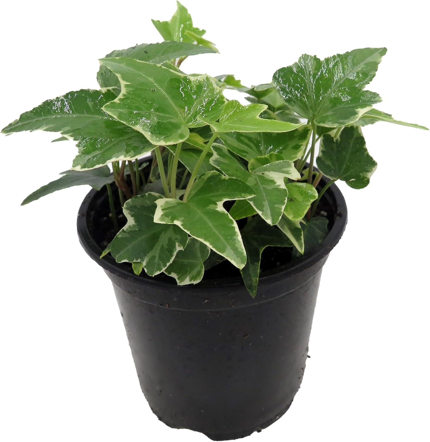 Glacier English Ivy in 4" Green Pot